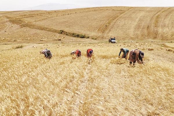 «خشکه کاری» هزینه‌ کشاورزان را کاهش می‌دهد؟