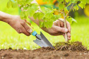 تخصیص اعتبار مستقل به درختکاری، یک اقدام مثبت زیست محیطی