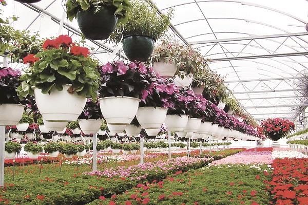 مسیر پر پیچ‌وخم صادرات گل و گیاه