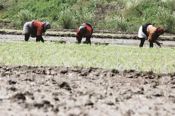 برنجکاری در خشکسالی