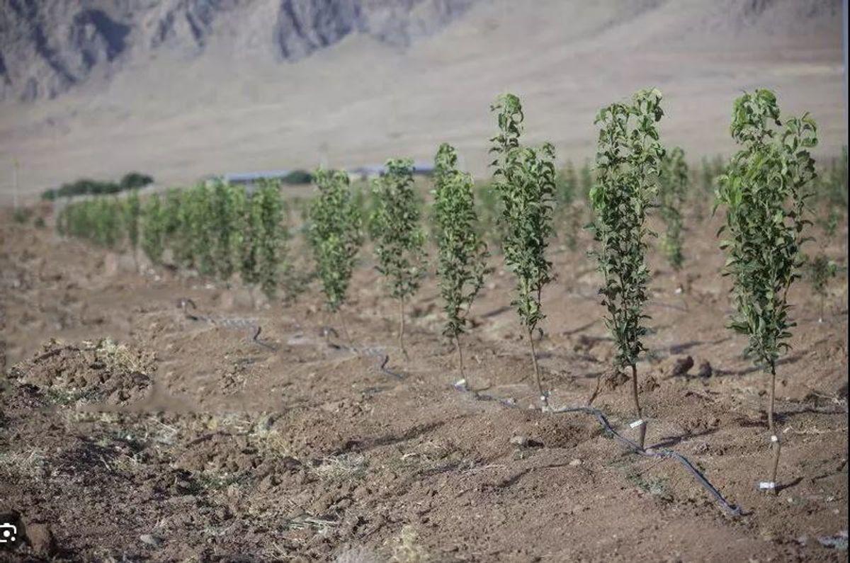 طرح کاشت یک میلیارد درخت ارزش زیست‌محیطی ندارد