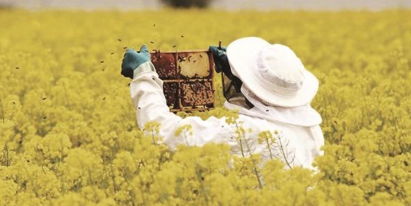 زهر مشکلات در کام تولیدکنندگان عسل